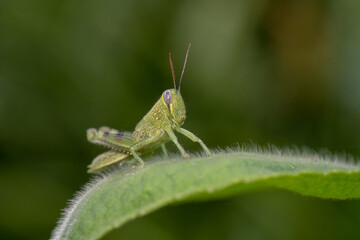 Greengrasshopper on a fluffy leaf