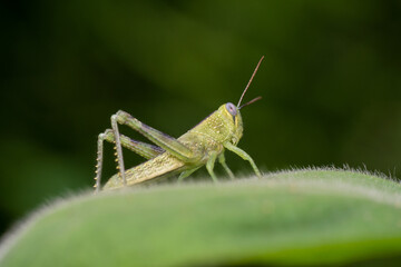 Green grasshopper with pointy antennas full body shot