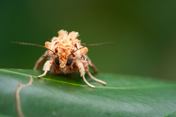 Colourful orange moth with pointy antennas