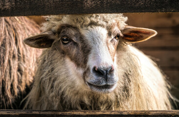 Sheep in the stall of a wooden barn. Farm in Scotland