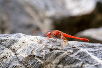 Red dragonfly with a red tail from the side