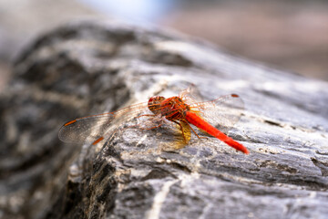 Red dragonfly with red tails shot from the back
