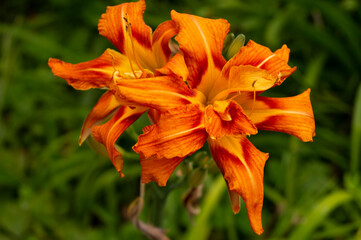 Daylily, flower in the garden, decorativel plant for flower beds. Photo in the natural environment.