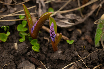 Alpine squill flower in the garden, ornamental flowerbed plant. Photo in the natural environment.