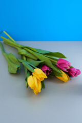 Yellow and red tulips lie on a blue and gray background. With copy space. Macro effect photo.