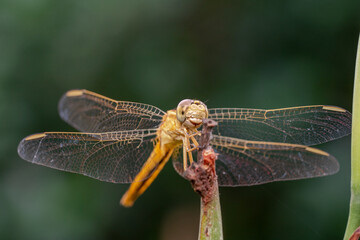 Close up shot of a golden dragonfly 