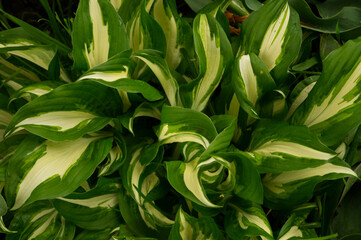 Obraz premium Hosta, flower in the garden, ornamental flowerbed plant with beautiful lush leaves. Photo in the natural environment.