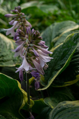 Hosta, flower in the garden, ornamental flowerbed plant.
