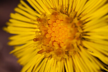 Coltsfoot flower in the forest, macro