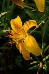 Lily, flower in the garden, ornamental flowerbed.