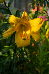 Lily, flower in the garden, ornamental flowerbed.