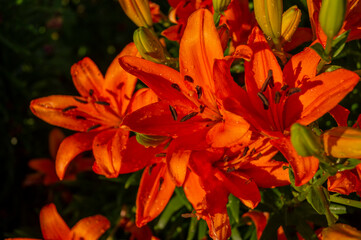 Lily, flower in the garden, ornamental flowerbed.