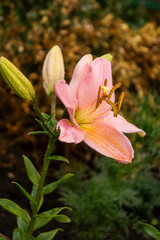 Lily, flower in the garden, ornamental flowerbed.