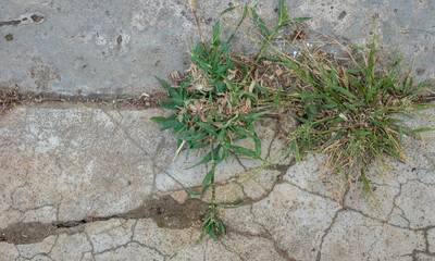 Naklejka premium Green grass growing from concrete crack with ants and dust. Selective focus.