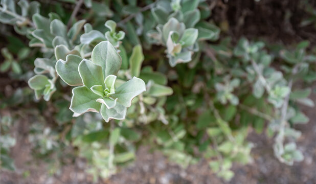 Small plants growing among sunlight. Beautiful Atriplex halimus. Nature background with copy space.