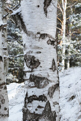 black and white birch tree bark
