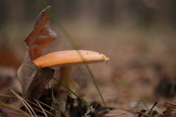 orange cap boletus