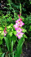 Blooming pink gladiolus in the garden. 