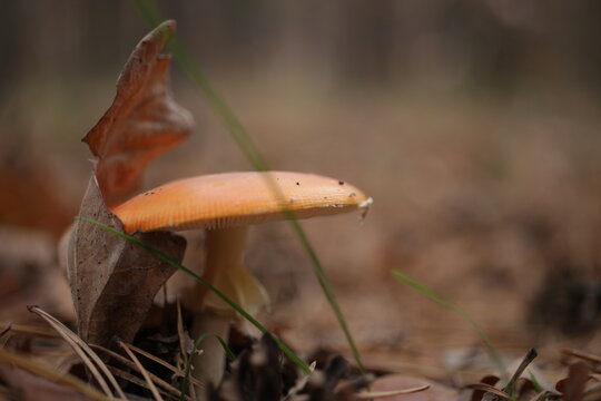 Orange Cap Boletus