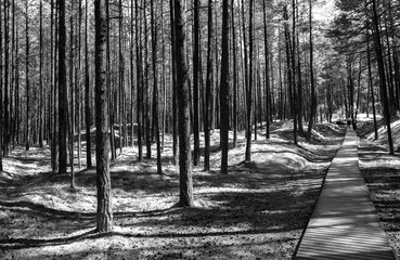 black and white path in the evening summer park