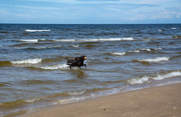 happy playing dogs jumping out of the sea with ball in mouth 