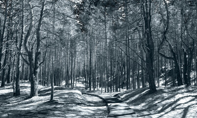 black and white view of path in the pine forest with contrast sunlight in summer 