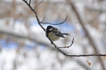 Titmouse on a tree close-up