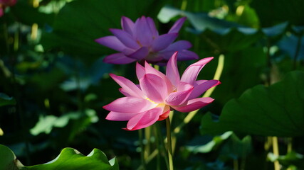 Obraz premium pink lotus flower