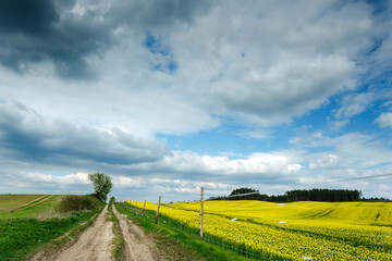 road in the field of canola