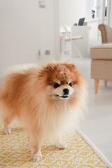 Cute fluffy Pomeranian spitz dog with his mouth open standing on a yellow carpet on the floor looking straight into the camera.