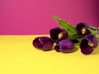 Spring flowers. Bouquet of purple tulips on a yellow-pink background. A bouquet for any occasion