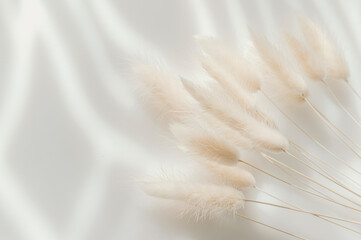 Brown bunny tail grass on grey background, copy space, dried lagurus grass