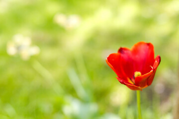 red tulip on grass