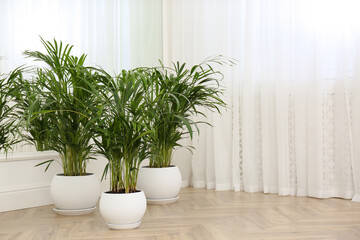 Beautiful indoor palm plants on floor in room. House decoration