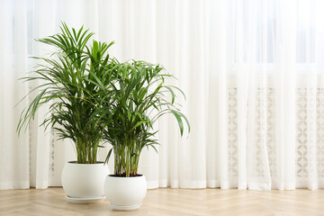 Beautiful indoor palm plants on floor in room, space for text. House decoration