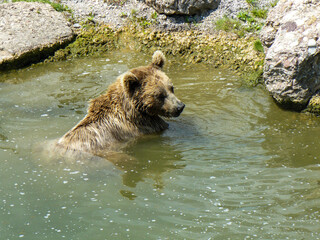 europäischer Braunbär