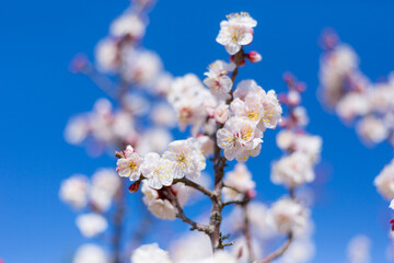 梅　梅の花　梅林　田浦梅の里　横須賀