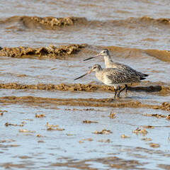 Godwit on beach