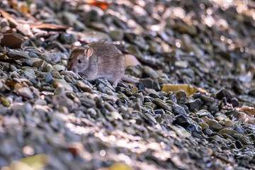 Wild rat in nature. Brown rat. Rattus norvegicus. Lutry, Switzerland.