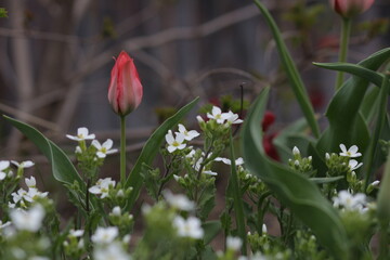 red and white