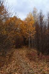 The path with fallen leaves in the autumn forest