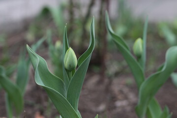 Fototapeta premium green field