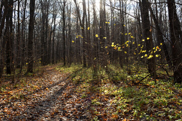 Beautiful landscape with path through autumn forest in sunny day