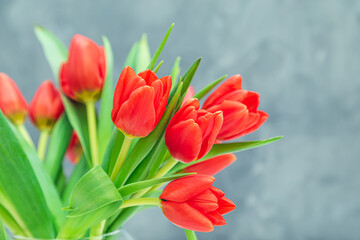 Bouquet of red tulips in a vase on a gray background.