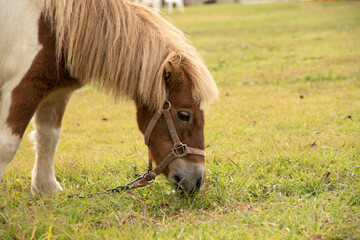 草を食べる馬
