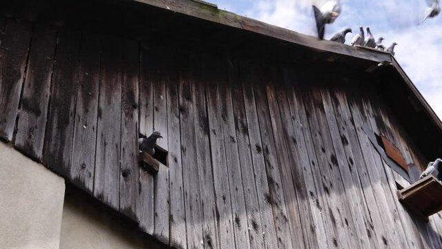 Flock of pigeons Columba Livia Domestica flying outside from a hole in a barn and closing the hole after