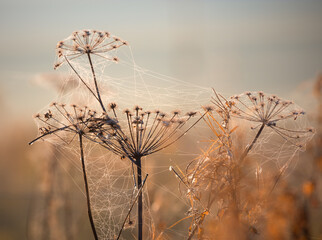 Jesienny Dziki Koper w Pajęczynach  © Wojciech Lisiński