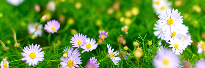 Beautiful summer natural background with pink-white flowers daisies, clovers and dandelions in grass. Ultra-wide panoramic landscape, banner format.