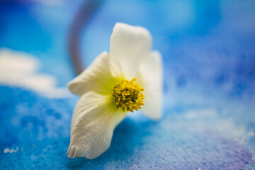 Fototapeta na wymiar white flower on blue