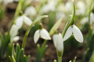 Beautiful snowdrop outdoors, closeup with space for text. Early spring flower